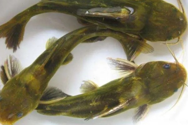 黄骨鱼是鲶鱼的一种吗，黄骨鱼并不是鲶鱼的一种