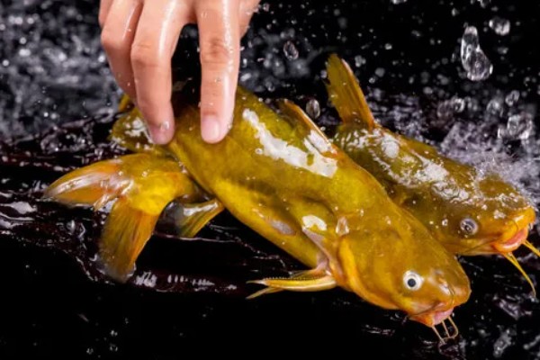 黄骨鱼是鲶鱼的一种吗，黄骨鱼并不是鲶鱼的一种