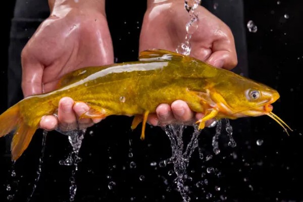 黄骨鱼是鲶鱼的一种吗，黄骨鱼并不是鲶鱼的一种