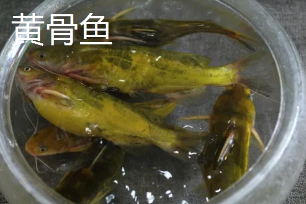黄骨鱼是鲶鱼的一种吗，黄骨鱼并不是鲶鱼的一种