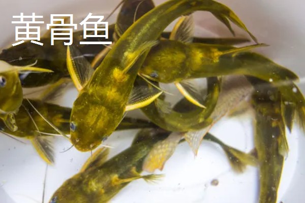 黄骨鱼是鲶鱼的一种吗，黄骨鱼并不是鲶鱼的一种