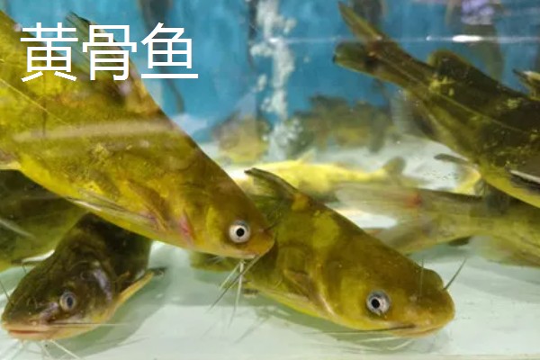 黄骨鱼是鲶鱼的一种吗，黄骨鱼并不是鲶鱼的一种
