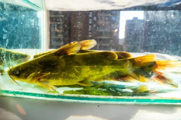 黄骨鱼是鲶鱼的一种吗，黄骨鱼并不是鲶鱼的一种