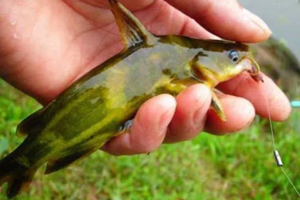 黄骨鱼是鲶鱼的一种吗，黄骨鱼并不是鲶鱼的一种