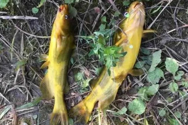 黄骨鱼是鲶鱼的一种吗，黄骨鱼并不是鲶鱼的一种