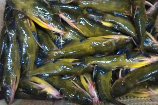 黄骨鱼是鲶鱼的一种吗，黄骨鱼并不是鲶鱼的一种