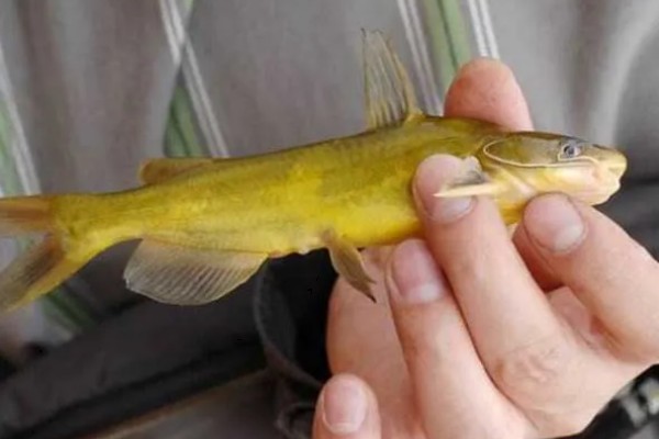 黄骨鱼是鲶鱼的一种吗，黄骨鱼并不是鲶鱼的一种