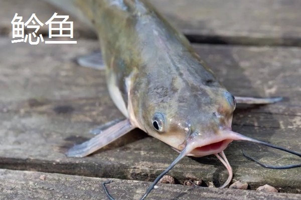 黄骨鱼是鲶鱼的一种吗，黄骨鱼并不是鲶鱼的一种