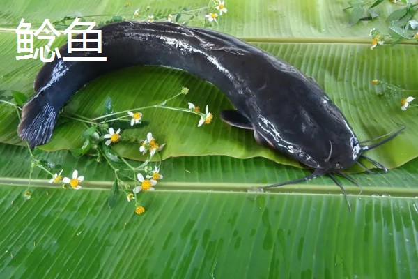 黄骨鱼是鲶鱼的一种吗，黄骨鱼并不是鲶鱼的一种