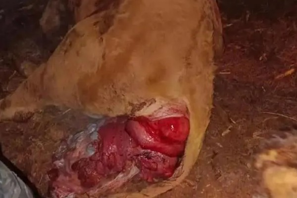 牛的胎衣几天没掉会烂，2天后就会开始腐烂分解