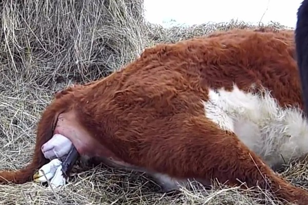 牛的胎衣几天没掉会烂，2天后就会开始腐烂分解