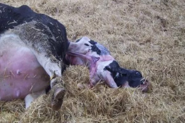 牛的胎衣几天没掉会烂，2天后就会开始腐烂分解