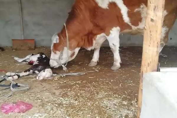 牛的胎衣几天没掉会烂，2天后就会开始腐烂分解