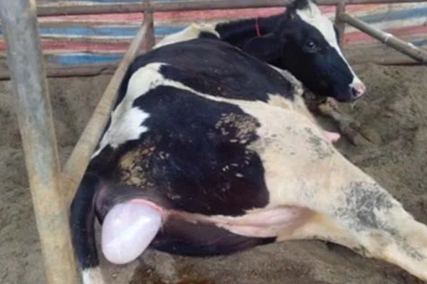 牛的胎衣几天没掉会烂，2天后就会开始腐烂分解