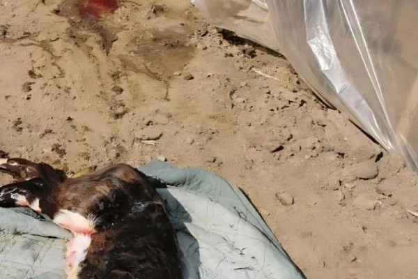 牛的胎衣几天没掉会烂，2天后就会开始腐烂分解