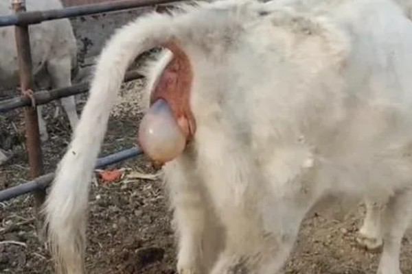 牛的胎衣几天没掉会烂，2天后就会开始腐烂分解