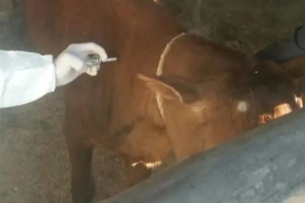 牛的胎衣几天没掉会烂，2天后就会开始腐烂分解