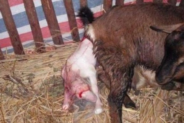 牛的胎衣几天没掉会烂，2天后就会开始腐烂分解