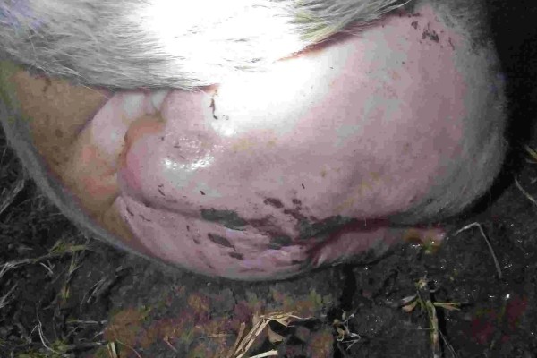 牛的胎衣几天没掉会烂，2天后就会开始腐烂分解