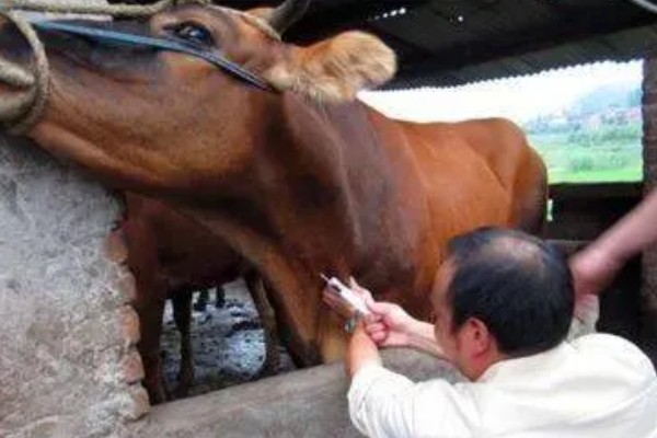 牛的胎衣几天没掉会烂，2天后就会开始腐烂分解