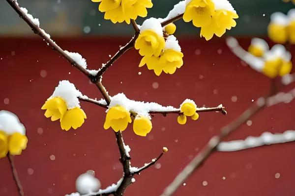 腊梅花何时开放，花期多为11月份至翌年3月份