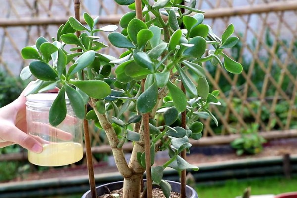 玉树怎么浇水,做到不干不浇浇则浇透原则