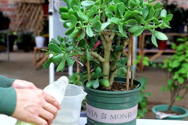 玉树怎么浇水,做到不干不浇浇则浇透原则