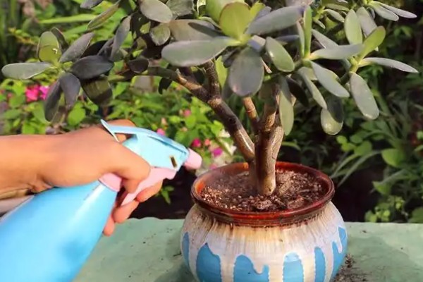 玉树怎么浇水,做到不干不浇浇则浇透原则