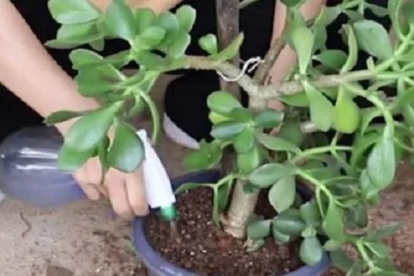 玉树怎么浇水,做到不干不浇浇则浇透原则