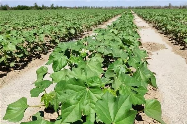 棉花品种如何选择,选择正规厂家生产的品种