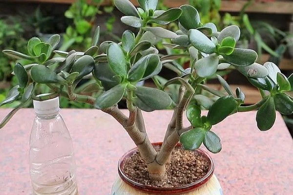 玉树怎么浇水,做到不干不浇浇则浇透原则