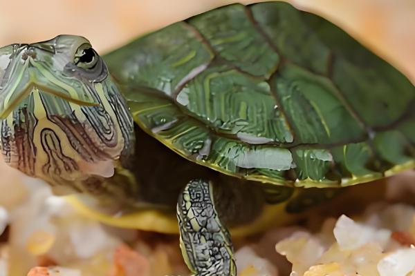 巴西龟是海龟吗,并不是一种海龟