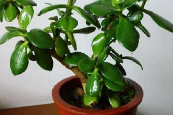 玉树怎么浇水,做到不干不浇浇则浇透原则