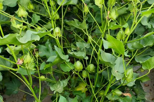 棉花品种如何选择,选择正规厂家生产的品种