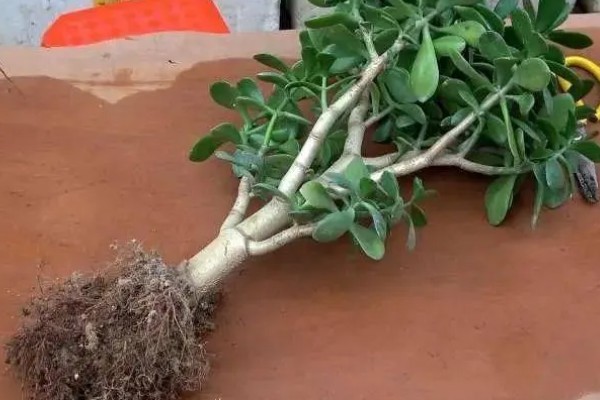 玉树怎么浇水,做到不干不浇浇则浇透原则