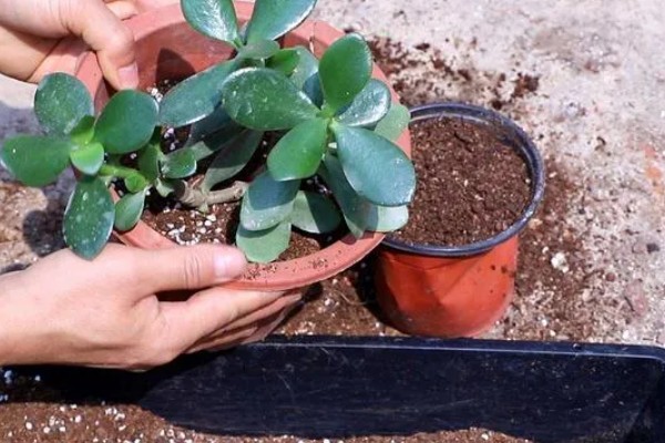 玉树怎么浇水,做到不干不浇浇则浇透原则