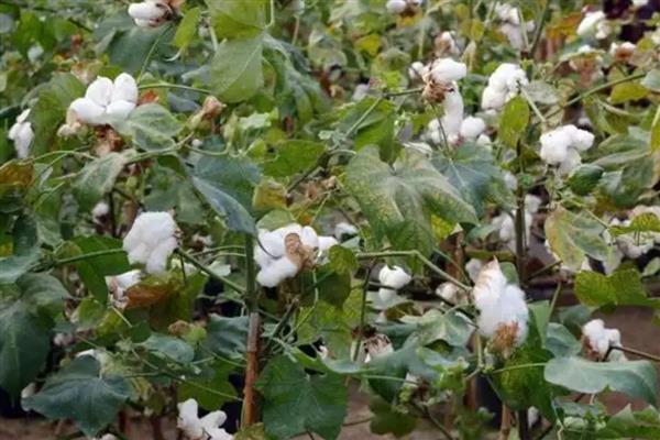 棉花品种如何选择,选择正规厂家生产的品种