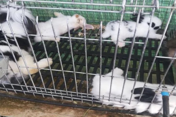 巨型格仔兔人工养殖产量，一年生产仔兔39只