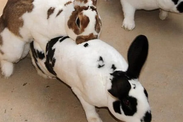 巨型格仔兔人工养殖产量，一年生产仔兔39只