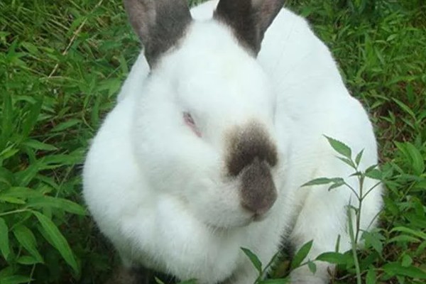 巨型格仔兔人工养殖产量，一年生产仔兔39只
