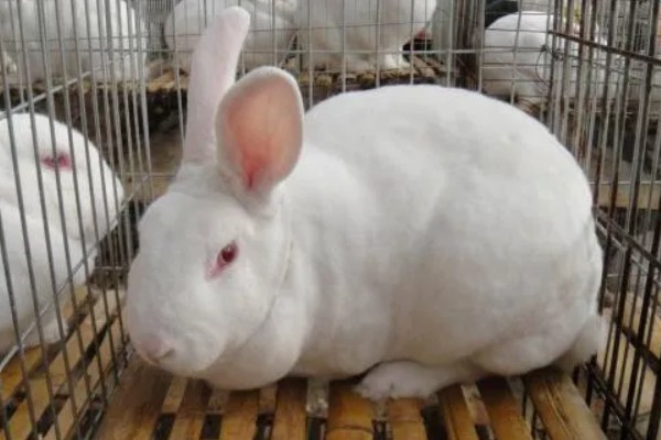 巨型格仔兔人工养殖产量，一年生产仔兔39只