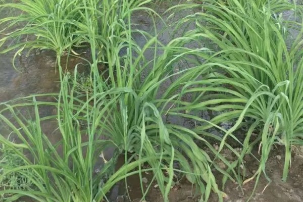 黄花菜苗什么时候栽培，最佳的生长温度在15-20℃