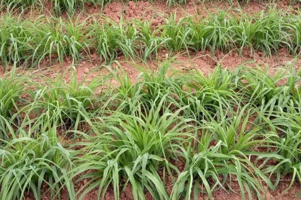 黄花菜苗什么时候栽培，最佳的生长温度在15-20℃