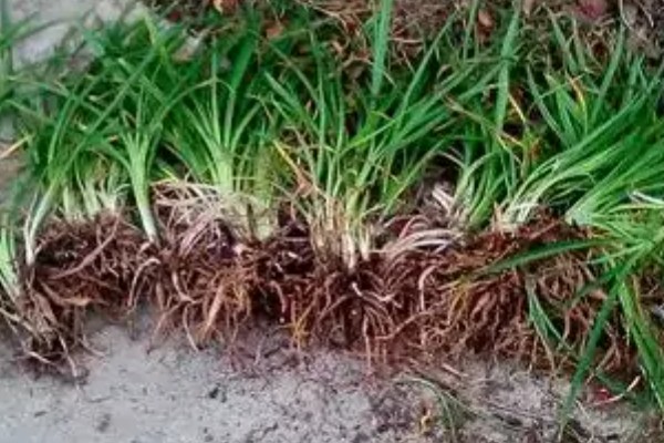 黄花菜苗什么时候栽培，最佳的生长温度在15-20℃