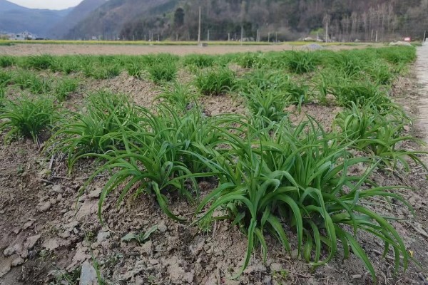 黄花菜苗什么时候栽培，最佳的生长温度在15-20℃