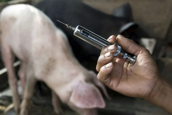 打针了猪肉多长时间才能吃,根据注射的药剂是什么来决定