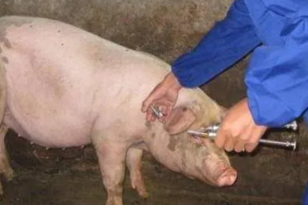 打针了猪肉多长时间才能吃,根据注射的药剂是什么来决定