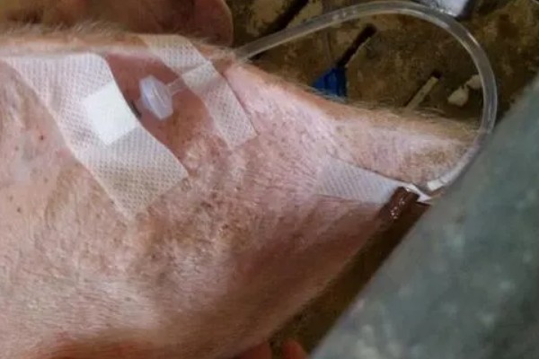 打针了猪肉多长时间才能吃,根据注射的药剂是什么来决定