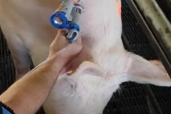 打针了猪肉多长时间才能吃,根据注射的药剂是什么来决定