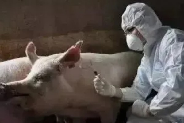 打针了猪肉多长时间才能吃,根据注射的药剂是什么来决定